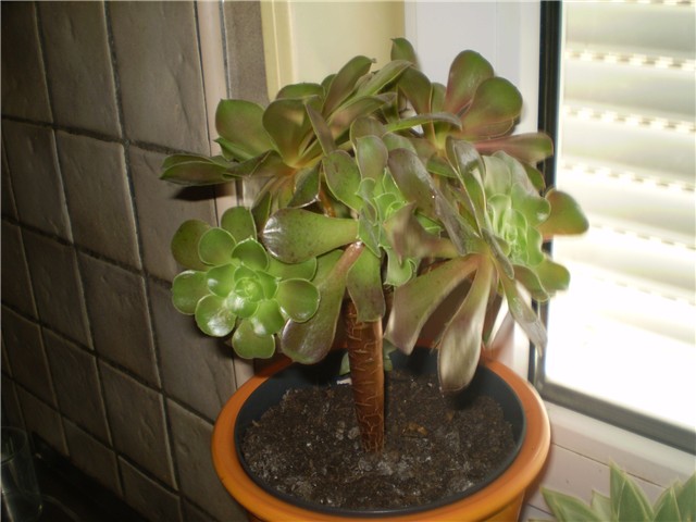 aeonium